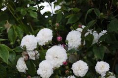 Rosa-felicite-et-perpetue-5-e1680532254220