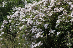 Rosa-francis-e-lester-4-e1680532271318