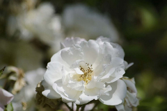 Rosa-goldfinch-2-e1680532284307
