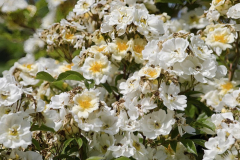 Rosa-helenae-2-e1680532297996
