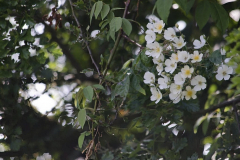 Rosa-kiftsgate-3-e1680532310250