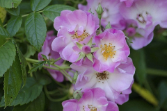 Rosa-mulliganii-3-e1680532321469