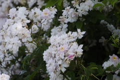 Rosa-pauls-himalayan-musk-2-e1680532333154