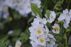 Rosa-pleine-de-grace-1-e1680532344828