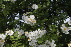 Rosa-polyantha-grandiflora-3-e1680532356277