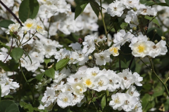 Rosa-rambling-rector-4-e1680532367966
