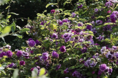 Rosa-russelliana-2-e1680532379376