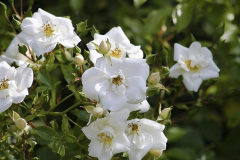 Rosa-sanders-white-3-e1680532389740