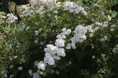 Rosa-the-garland-1-e1680532400398