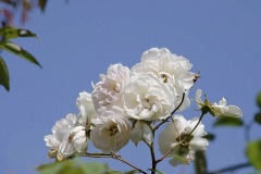 Rosa-treasure-trove-2-e1680532413309