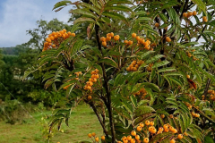Sorbus-Autumn-Spire-2