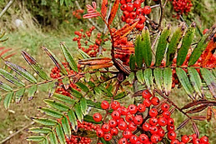 Sorbus-Eastern-Promise-1