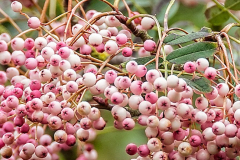 Sorbus-bulleyana-2