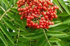 Sorbus-commixta-Olympic-Flame-3