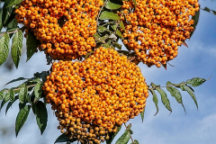 Sorbus-esserteauana-flava-2