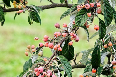 Sorbus-folgneri-Emiel-6
