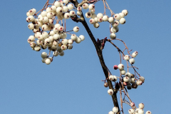 Sorbus-forrestii-6
