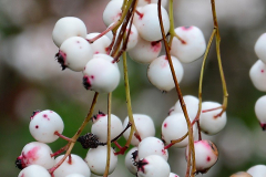 Sorbus-gonggashanica_B