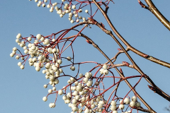 Sorbus-hupehensis-6