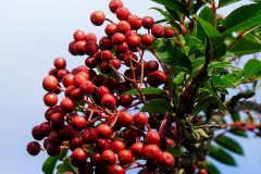 sorbus-copperkettle-5045a